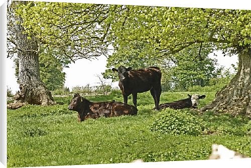 Canvas Prints of Cows in a field from Country Life 