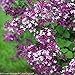 Bloomerang Dark Purple Lilac - Syringa - Proven Winners - 4