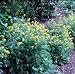 Golden Bleeding Heart 30 Seed-Corydalis-Shade Perennial