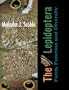 The Lepidoptera: Form, Function and Diversity