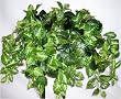 Artificial Syngonium and Philo Shelf Plant