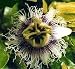 Yellow Passion Fruit 15 Seeds - Passiflora