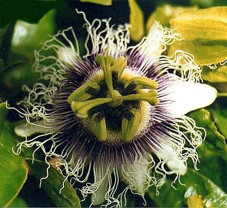 Yellow Passion Fruit 15 Seeds - Passiflora flavicarpa Yellow Passion Fruit 15 Seeds - Passiflora flavicarpa