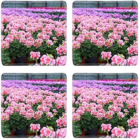 MSD Square Coasters Greenhouse with colorful blooming geranium flowers IMAGE 19723617