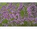 Photographic Prints of CAN-3221 Redbud - Native to much of Eastern and Central U.S from Ardea Wildlife Pets