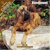 Bloodhound 2008 Wall Calendar