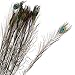 Colorful Artificial Peacock Eye Feather Stems | 12 Stems | for Indoor Decor