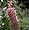 Ruby Spice Summersweet - Clethra alnifolia - FRAGRANT
