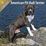 Kalender 2011 American Pit Bull Terrier
