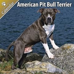 Kalender 2011 American Pit Bull Terrier