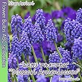 ◆【寄せ植えでかわいい！】ムスカリ・アルメニアカム・10球【秋植え球根】【オランダからの花便り】