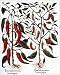 Photographic Prints of RED PEPPER PLANTS, 1613. (Piper sp.) In fruit and in flower engraving for from Granger Art on Demand