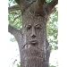 Simon Forest Face Tree Face