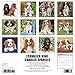 Just Cavalier King Charles Spaniels 2017 Wall Calendar