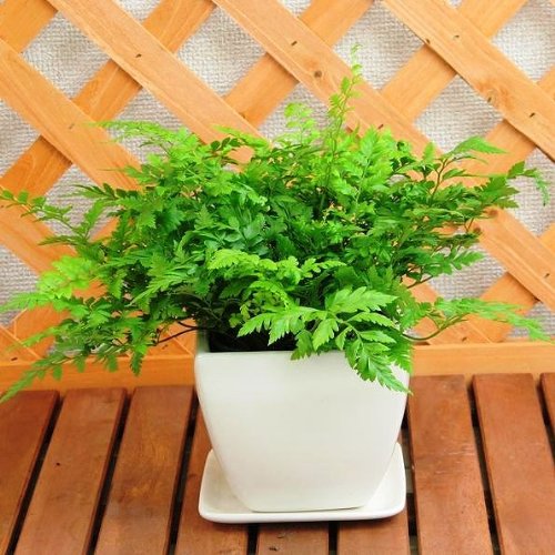 レザーファーン陶器ポット植え