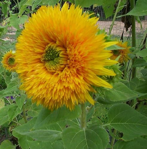 GIANT TEDDY BEAR SUNFLOWER 100 SEEDS