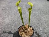 Carnivorous Yellow Pitcher Plant (Sarracenia Flava) 5 inch pot