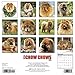 2016 Just Chow Chows Wall Calendar
