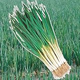 国華園　ネギ苗　九条干し太ネギ　1kg