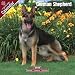 German Shepherd 2009 Wall Calendar