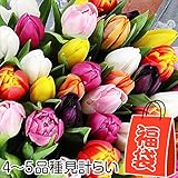 国華園　球根　チューリップ　レインボーチューリップ福袋（8～10球品種見計らい・名称付）　200球以上