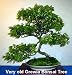 Outdoor Living : Lavender Star Flower Bonsai Starter Tree -Grewia-Indoor