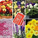 国華園　花苗 超お買得花苗福袋 24株