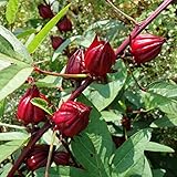 ローゼル（ハイビスカスティー）5号ポット