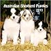 Australian Shepherd Puppies 2010 Mini Wall Calendar