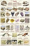 (24x36) Laminated Introduction to Fossils Paleontology Educational Science Chart Poster