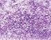 Crocus Flower Soft