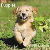 puppies wall calendar 2016
