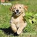Puppies Wall Calendar (2016)