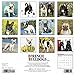2016 Just French Bulldogs Wall Calendar