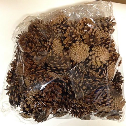 Natural Pinecones Bag of 100