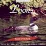 Sounds of the Earth: Loons