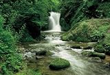 Brewster Wallcovering 8 047 Waterfall, Black Forest 8 panel mural with paste 12 9 x 8 10 Brewster Wallcovering 8-047 Waterfall, Black Forest 8 panel mural with paste 12' 9