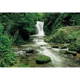 Brewster Wallcovering 8-047 Waterfall, Black Forest 8 panel mural with paste 12