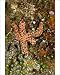 Photographic Prints of Starfish (Unidentified) - eating algae from Ardea Wildlife Pets