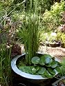 Horsetail (Equisetum hyemale)