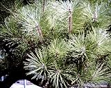 Amazon / Hirts: Bonsai: Kobe Dwarf Japanese White Pine - Pinus parviflora