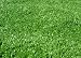 LANDSCAPE SYNTHETIC GRASS, 5.9'WX23'L (135 SQUARE FEET)