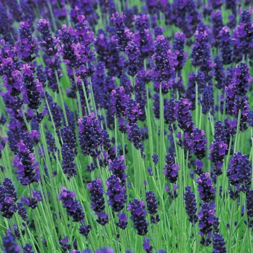 1 X Lavandula Angustifolia Hidcote In A 9cm Pot - Herb - Hardy Perennial Plant - Flowering Plants Shrubs