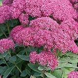 セダム「カール」