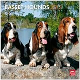Basset Hounds 2013 Square 12X12 Wall Calendar