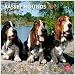 Basset Hounds 2013 Square 12X12 Wall Calendar