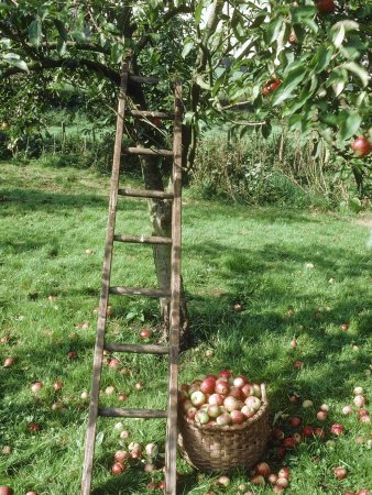 Picking Apples