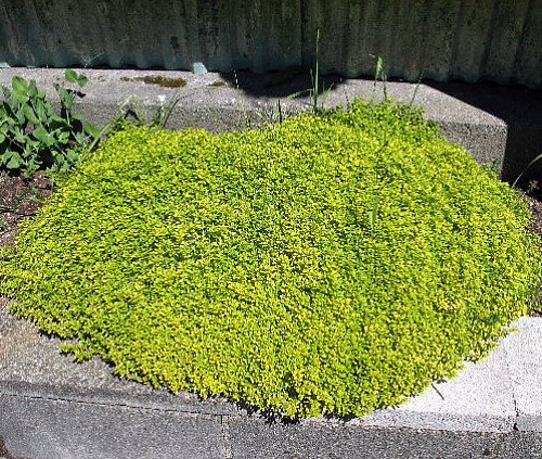 Lime Thyme Plant - Thymus - Lime Colored Leaves - Scent of Citrus - 3 Lime Thyme Plant - Thymus - Lime Colored Leaves - Scent of Citrus - 3