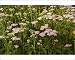 Photographic Prints of Yarrow, pink form from Ardea Wildlife Pets