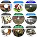 The Intensive  9 CD No Money Down, Millionaire Making Real Estate Program